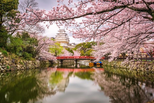 Tokyo, Japan – Cherry Blossoms and Urban Energy
